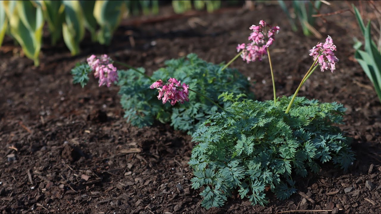Planting a New Variety of Bleeding Heart!