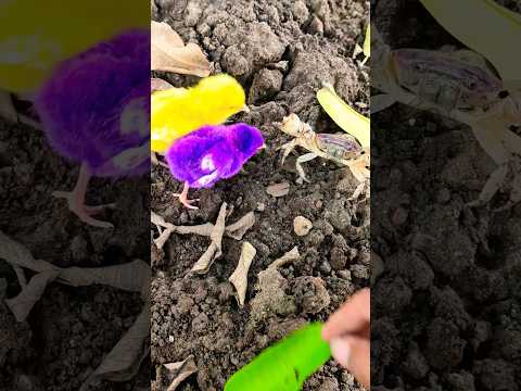 Kepiting🦀 & 🐤 #shorts #funny