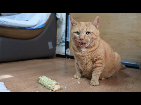 白いとうもろこし猫のかわいい姿を楽しもう サムネイル