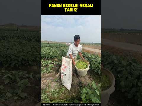 ๐ฟ Panen Kedelai Sekali Tarik! #shorts