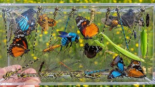 Insects in Slow Motion – You've Never Seen This Before! 🦎