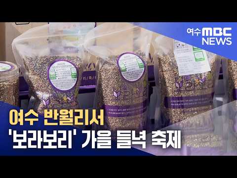 여수 반월리서 '보라보리' 가을 들녁 축제 (261005월/뉴스데스크)