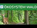oekosystem-wald/