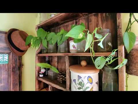 Ma le talee possono stare sopra il calorifero?