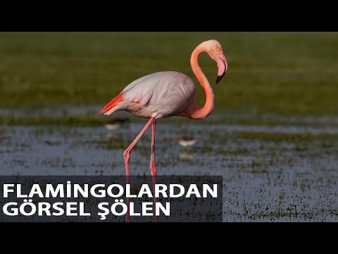 Tuz Gölü’ne Göç Eden Flamingoların Aksaray Molası