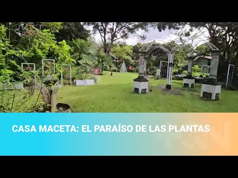 Casa Maceta: el paraíso de las plantas