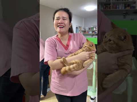 ชีต้าห์เป็นเด็กรับแขกเก่งมาก #cat #cutecat #funnycats #cute #pets #แมว #kitten #แมวถังแก๊ส #meow