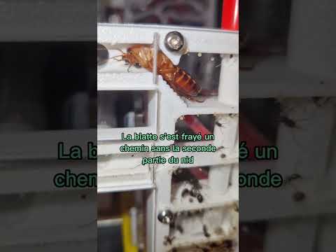 Un intrus épisode 1 : Alerte rouge pour Messor barbarus