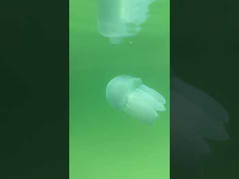 #barrel #jellyfish #seacreatures