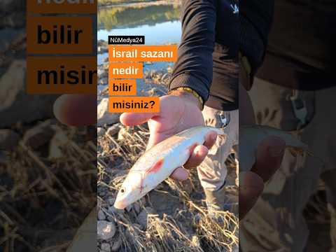 🐟 Bir balığa neden “İsrail sazanı” adı verilir?