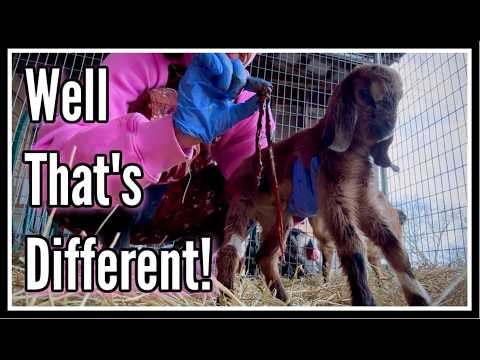😳 The Longest Umbilical Cord EVER~Goat Kidding 2026 Part 3