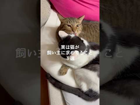 猫の動画サムネイル - 実は猫が飼い主に求めてること3選 #猫 #ねこ #猫のいる暮らし #ねこのいる生活 #保護猫 #猫動画 #猫好きさんと繋がりたい #猫のいる生活 #猫との暮らし VOICEVOX:ずんだもん