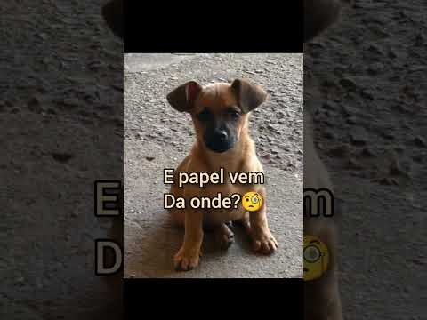 me empresta 50 reais? Caramelo #memes #cachorro #pets #shorts