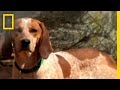 Dog Adoption and Socialization Techniques