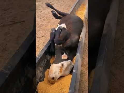 Fun day with the cows at the farm🤣#funny #funnyanimals #cow #babycow #hilarious #cute #behavior