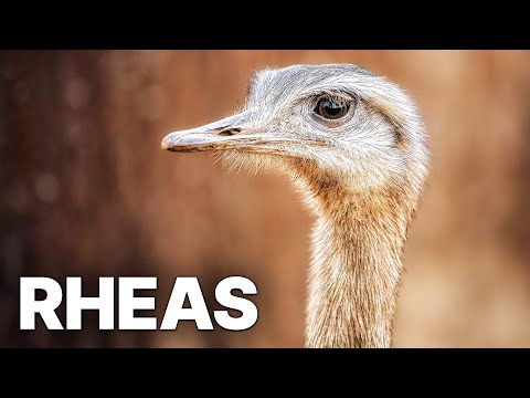 Our Alien Animal: Rheas | Economical Damage