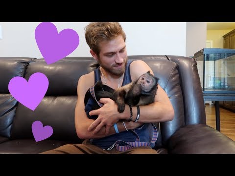 Monkey Excited To See Brother! (REUNITED)