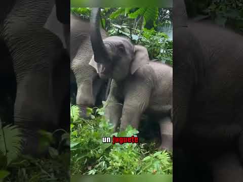 Para qué usan los elefantes su trompa? ¡Descúbrelo aquí! 😮🐘
