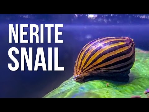5 Reasons Why Your Nerite Snails Keep Dying I’m ashamed to admit this, but I cannot keep nerite snails alive. I’m good with cherry shrimp, m