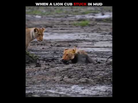 When Lion Cub Stuck in Mud #viralshorts #shorts #animalshorts #ytshorts #wildlife #animal #lion