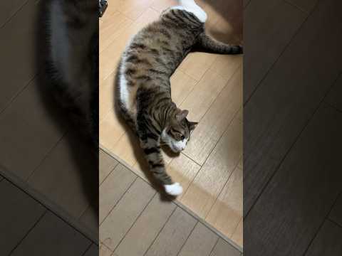 猫が見せる表情の違い：次男と父ちゃんに撫でられるときのかわいい瞬間 サムネイル