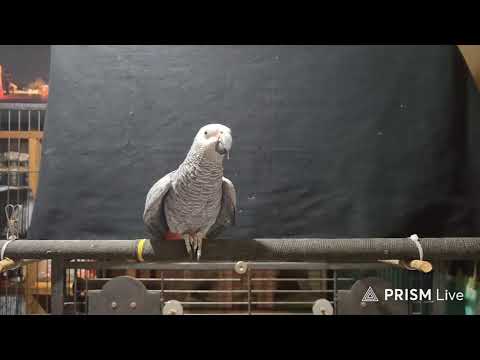 Genius <strong>Parrot</strong> DDOR-LEE's Live Broadcast in Korea