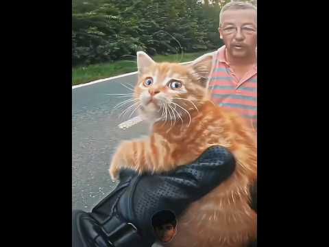 Un motociclista salvó a un gatito asustado ❤️ #shortsvideo