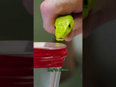 Green Mamba Venom Milking!