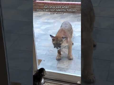 The mountain lion was rescued after being caught in a trap, and then #animalshorts #shortvideo