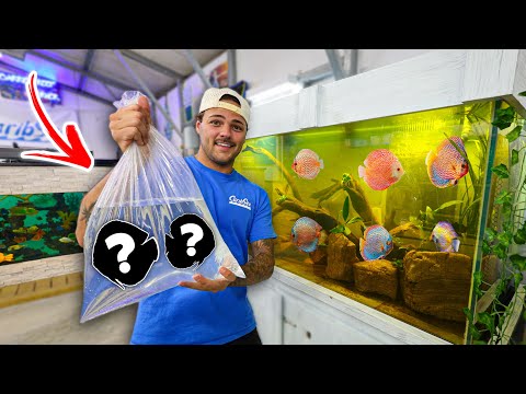 Buying Colorful DISCUS for My NEW 300G AQUARIUM!! In todays video we set up my new 300 gallon tank! This is tank is for a species of fish you all have