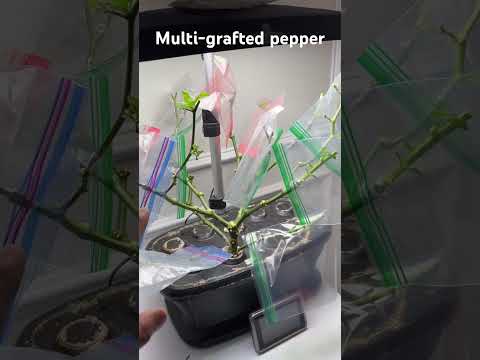Multi-Grafted Pepper - FrankenPepper Plant