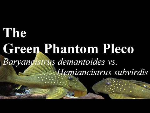 Who are the Green Phantom Plecos, L200? #Loricarii Green phantom plecos are some of the most popular plecos in the tropical freshwater aquarium. But di
