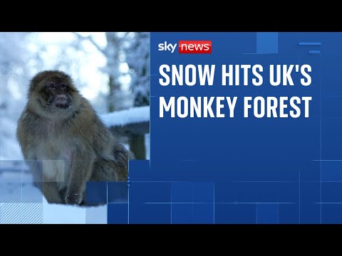 Rare Barbary macaques enjoy wintry weather as snow hits UK
