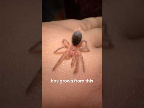 Growth of my pet Tarantula! 📈🕸️ #spider #insects #pets #wildlife