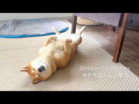森歩きを満喫しすぎたのか... 帰宅後は豪快に力尽きる柴犬ナラ【4K】