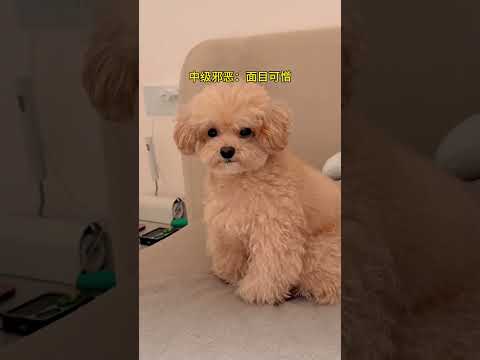 善良摇粒绒试着邪恶起来 #萌宠 #毛孩子日常 #泰迪 #善良摇粒绒 #邪恶摇粒绒
