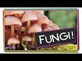 Understanding Fungi and Mushrooms