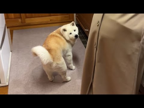 犬の動画サムネイル - たくさん心配してくれた大好きな母に「もう大丈夫だよ。」と伝える柴犬あいたん。