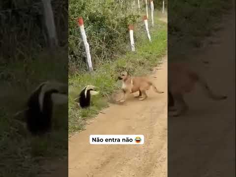 TAMANDUÁ E O CÃO