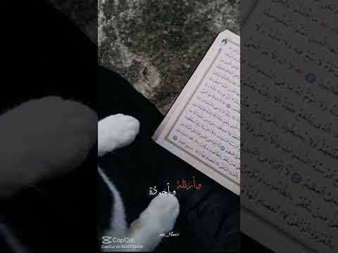 #اكسبلور الحمدلله ان القران في حياتي 🩵🤲🏻👌👌