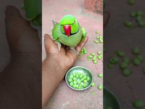 amazing talking parrot 🦜🦜 #parrot #talkingparot #petbird #funny #nonstoptalkingparrot #birds #reels