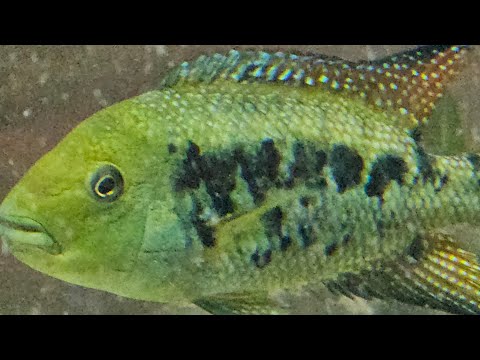 Somethingfishyinc.net is live! get Tanked Tuesday Quick show and update