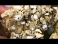 Sedimentary Rock Characteristics and Formation