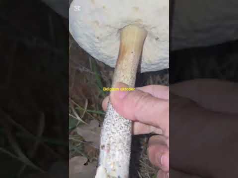 Nó nằm dưới gốc cây thông #shorts