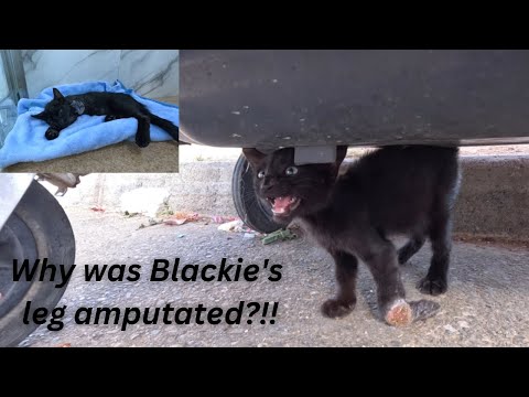 A kitten looking for a rescuer drags its severed leg under a trash can.