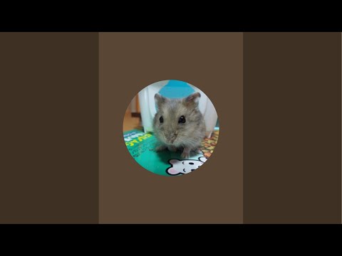 【とある男の朝自習室】~8:50まで頑張りましょう！(study with me) ※咳うるさいかも、ごめん！
