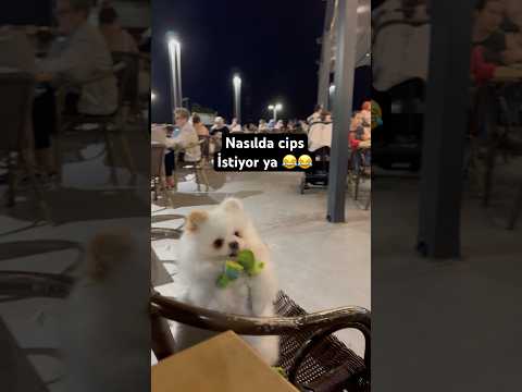 Tatlı mişa😍❤️ #funny #köpeksevgisi #köpek #keşfet #fyp