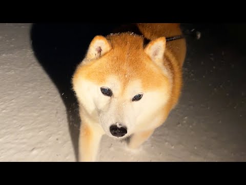 氷点下だというのに雪粒を鼻先にくっつけたまま散歩するわんぱく柴犬