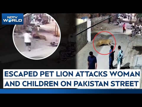 Pakistan Lion | Escaped Pet Lion Attacks Woman And Children On Pakistan Street