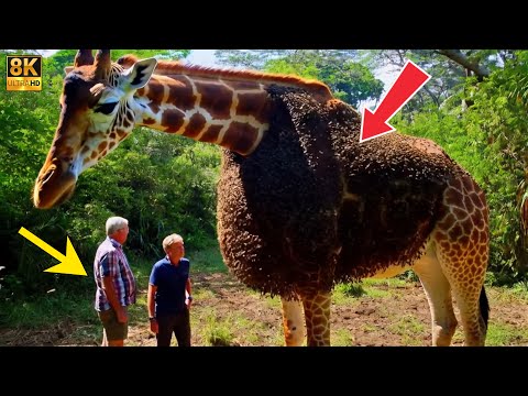 Millions of Bees Attack Giraffe in African Jungle | Rescue Team Rushes to Save Him #wildlife #rescue